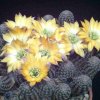 Rebutia_pygmaea